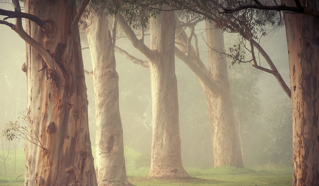 A hazy image shows the trunks of gum trees, the grass below them and their leaves at the top of the image. 